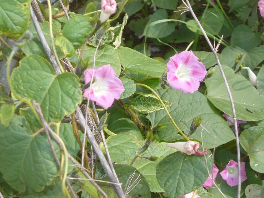 Ipomoea purpurea / Campanella turchina